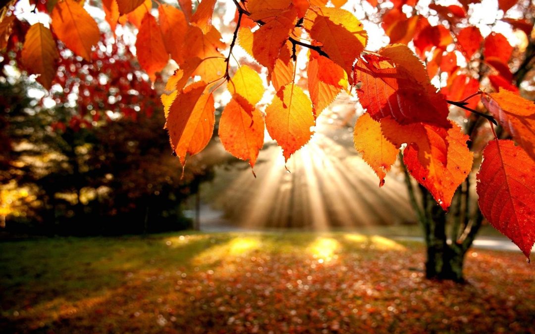 autumn-leaves-1080x675.jpg